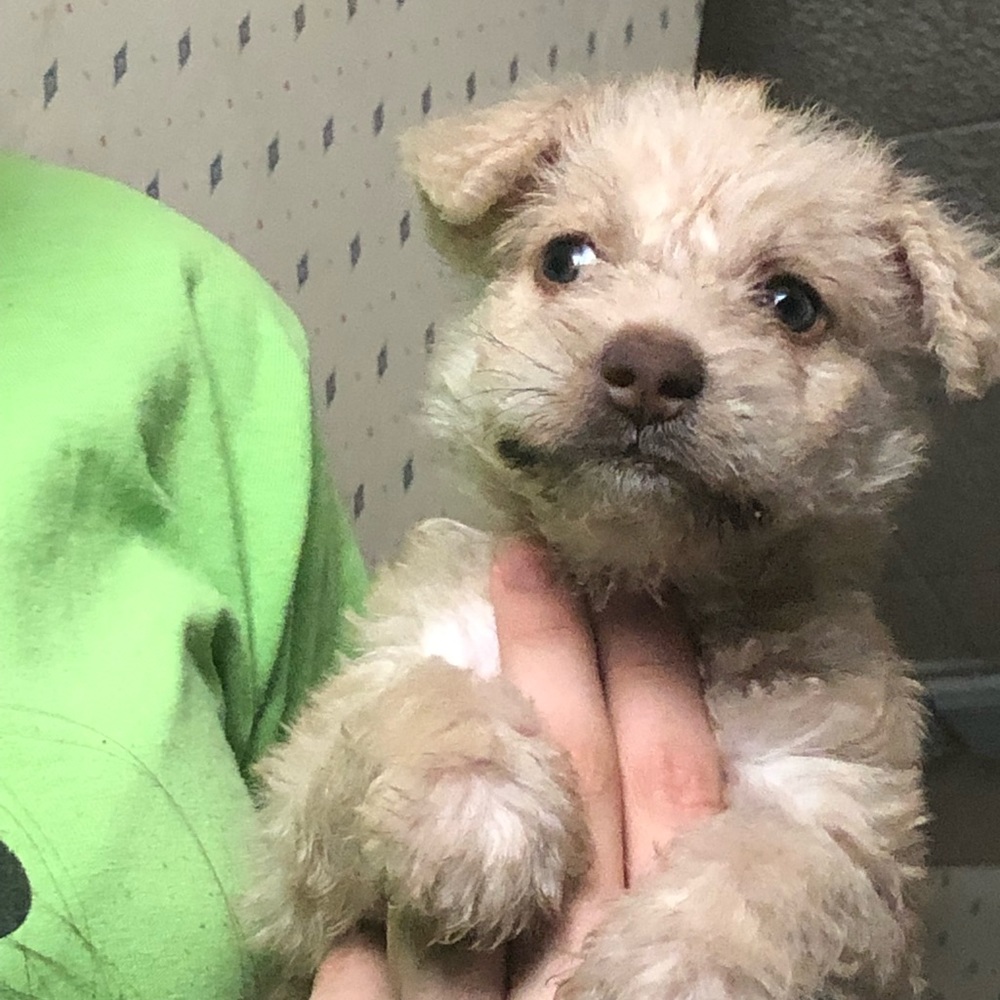 Meet your Posher, Alan